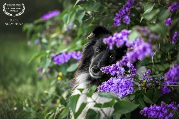 In a world bathed in violet whispers, a loyal heart speaks without words. The gaze of a soul untouched by time, reflecting love, longing, and the quiet poetry of existence. In the stillness of nature’s embrace, we see not just a dog, but a storyteller of emotions—patient, unwavering, and profound. Let this moment remind us that true connection needs no language, only presence.