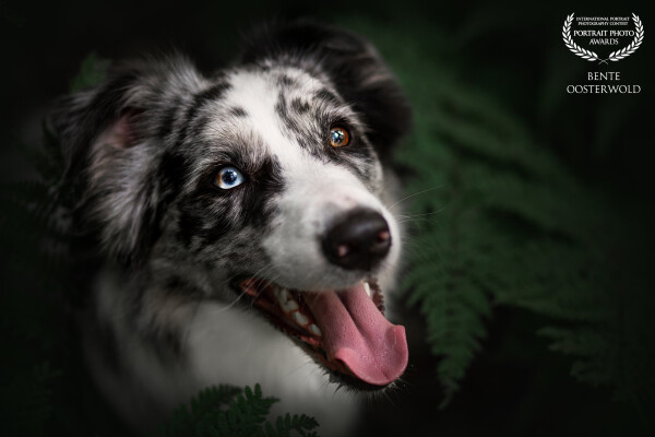 For me, the eyes are the most important part of a photo. And with this dog and his two-colored eyes,...