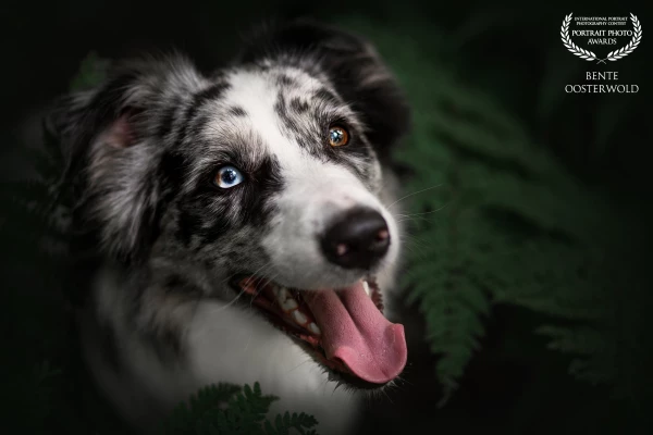 For me, the eyes are the most important part of a photo. And with this dog and his two-colored eyes,...