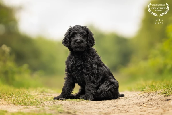 The 8 week old labradoodle puppy James got to take a picture. His first photoshoot and he did fantas...