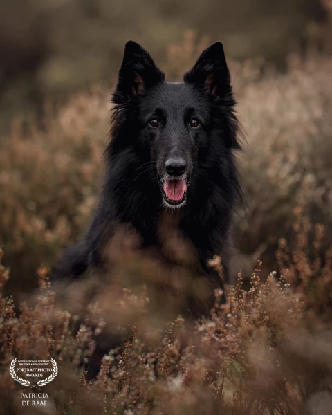 -. Dogs are not our whole life, but they make our lives whole