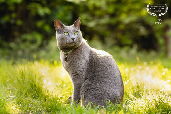 Behind every great cat is a human who believes in their fabulousness.