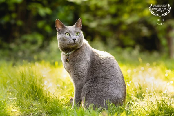 Behind every great cat is a human who believes in their fabulousness.