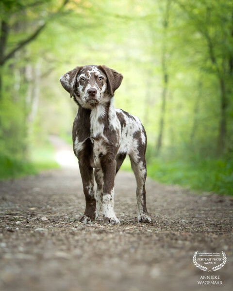 This beautiful pup, was such a dream. She tought everything was so awesome. Loved this shoot!