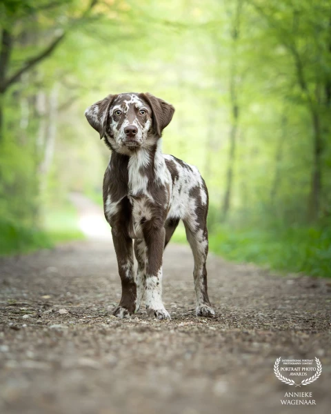This beautiful pup, was such a dream. She tought everything was so awesome. Loved this shoot!