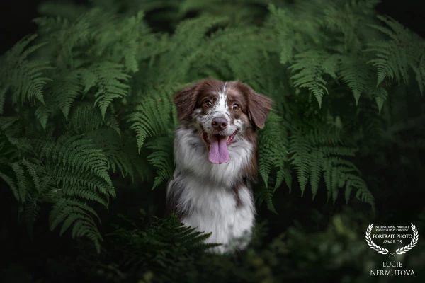 A happy Border Collie peeks through lush ferns, its tongue out and eyes bright with curiosity.<br />
The deep green tones frame the dog beautifully, enhancing its striking coat and joyful personality.<br />
This portrait blends whimsy and wilderness in a single captivating moment.