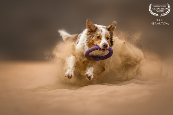 A dynamic action shot capturing a Border Collie mid-leap, sand flying as it chases a toy with intense focus.<br />
The energy and motion are frozen in time, highlighting the breed's agility and spirit.<br />
The composition draws the eye to the dog’s expression of determination and playfulness.