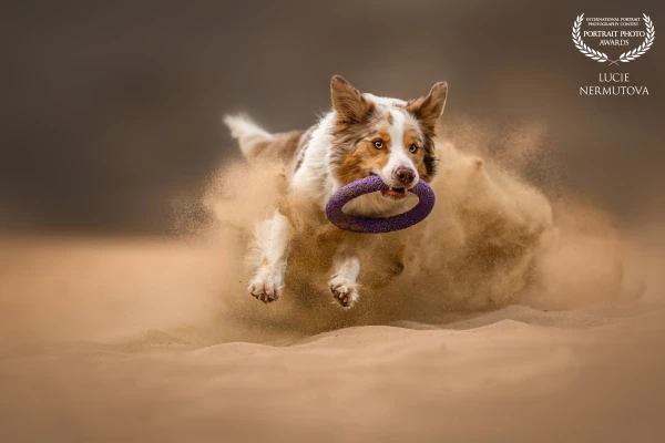A dynamic action shot capturing a Border Collie mid-leap, sand flying as it chases a toy with intense focus.<br />
The energy and motion are frozen in time, highlighting the breed's agility and spirit.<br />
The composition draws the eye to the dog’s expression of determination and playfulness.