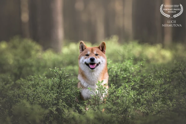 A joyful Shiba Inu sits proudly among the lush greenery of a forest, its smile radiating warmth and confidence.<br />
The soft natural light enhances the rich tones of its fur and the surrounding foliage.<br />
A perfect harmony between the dog’s poised expression and the serenity of nature.