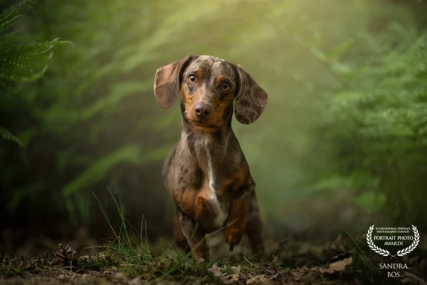 ollie found the photoshoot a bit exciting. despite that it went incredibly well and there were soon...
