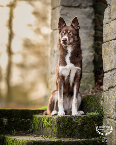 Meet Laika, this 7 month old Siberian husky could pose very well at this young age. A beautiful location during the sunset.