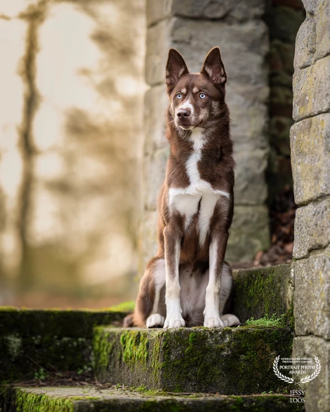 Meet Laika, this 7 month old siberian husky could pose very well at this young age. A beautiful loca...