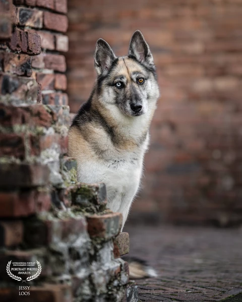 This is Dottie. My own faithful four-legged friend in a nice location that suited her very well.