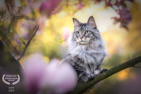 Meet Nala, this gorgeous Norwegian forest cat and ragdoll crossbreed is a joy to photograph. She could pose beautifully between the blossoms and also give paws on command 😉