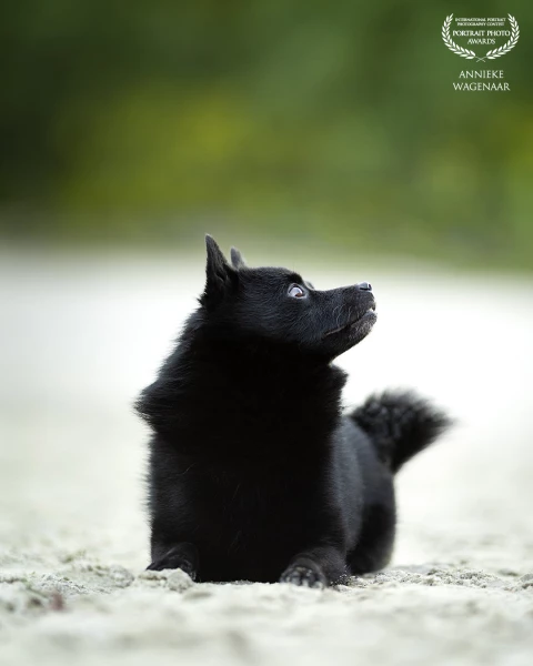 This is my own dog, Kyto, he is an Schipperke. Because you don't see them that much I love sharing p...