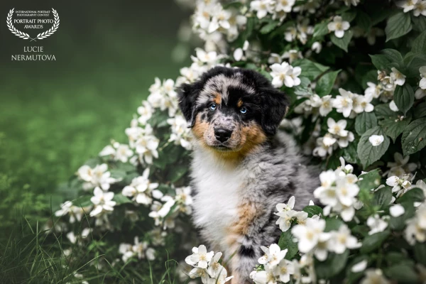 A moment of calm in a sea of jasmine — the sweetest little explorer takes it all in.