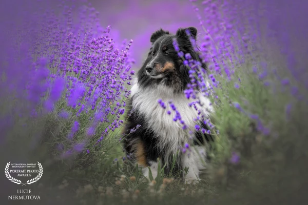 Stillness in Lavender. Amidst the fragrant calm of a lavender field, this Sheltie rests in perfect symmetry. The intense gaze, the contrast of dark fur against soft purple hues, and the quiet atmosphere capture a fleeting moment of stillness in nature — both wild and serene.
