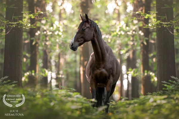 This photograph captures a majestic horse in the stillness of a forest, where nature and animal have merged into one. Sunlight filters through the trees, gently touching the horse’s brown back, creating a sense of harmony between animal strength and the tranquility of the surrounding nature. This moment symbolizes freedom, power, and balance, which are integral to the natural world.