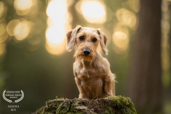 Handsome Charlie in the forest during a photoshoot with the perfect golden hour light.