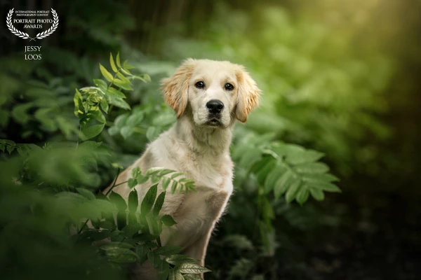Puppy Otis in forest mood 🌿