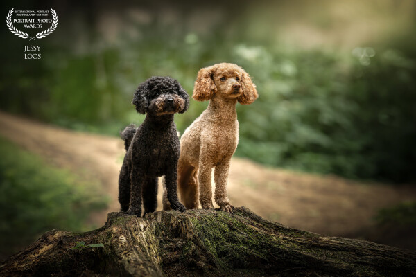 Inseparable duo Waf & Pluch in the woods. 🖤🧡