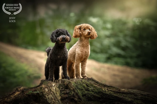 Inseparable duo Waf & Pluch in the woods. 🖤🧡