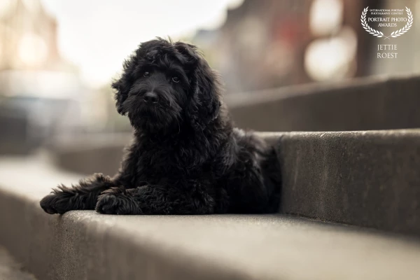 Eleven weeks old labradoodle puppy James during his first urban shoot in Renkum, the Netherlands. He...