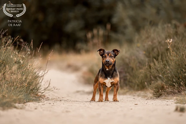 Knappe Willem, een kleine hondje met een prachtig groot, lief en rustig karakter. 🐶❤️