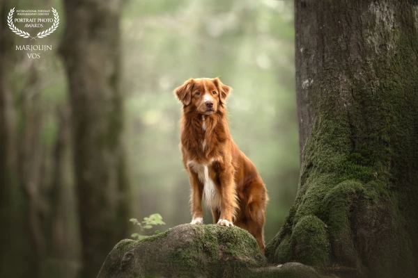 'On the gnarled root, a proud and curious Toller stands tall. Surrounded by the quiet magic of the S...