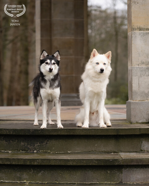 Two beautiful, unique beauties with stunning blue eyes and stunning dark eyes, all in a stunning loc...