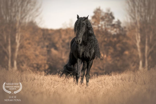 Silent Nobility: A portrait of quiet strength and timeless elegance. The Friesian horse stands still, wrapped in golden light and forest calm — a living sculpture of power and grace. No movement, no sound — just presence.