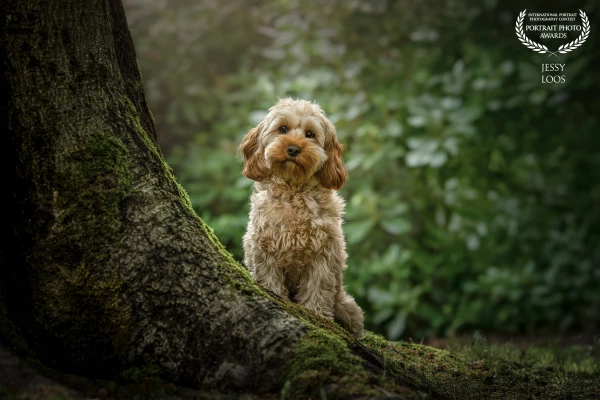Lovely cockapoo Billie posing in the green forest.