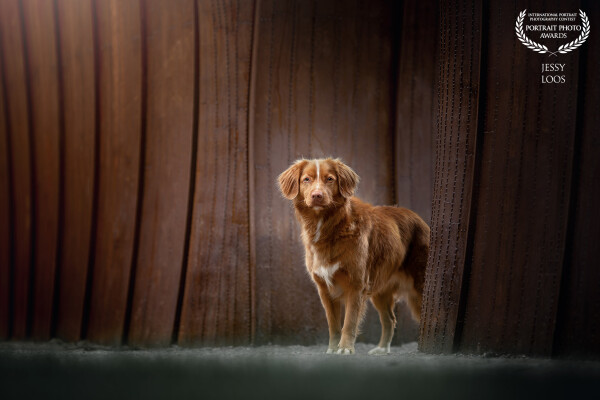 Handsome toller retriever Vita posed in front of a beautiful artwork that matches her color.
