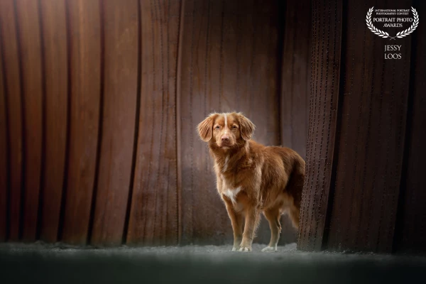 Handsome toller retriever Vita posed in front of a beautiful artwork that matches her color.