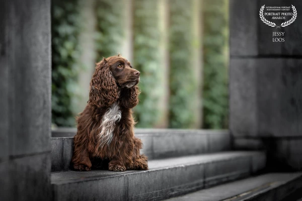 Full of energy, but cocker spaniel Marie posed here like a true model!