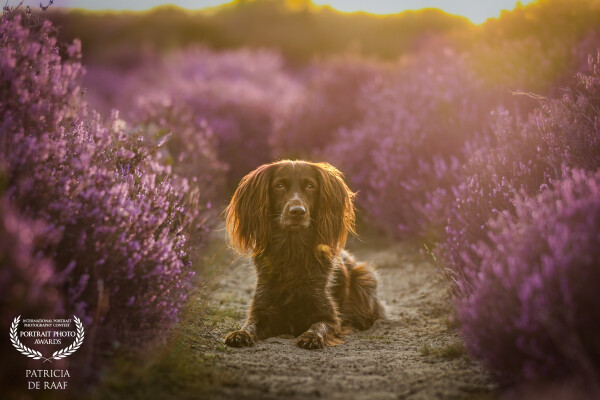 Nora in the beautiful purple heather is definitely one of my favorite seasons