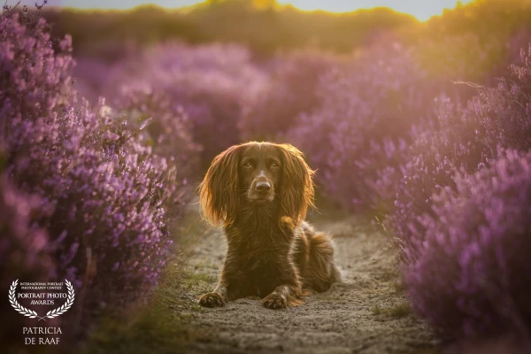 Nora in the beautiful purple heather is definitely one of my favorite seasons
