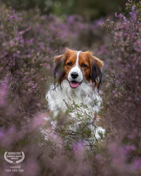 Kooiker Binkie was very happy to be at the purple heather. You gotta love the smile on his face!