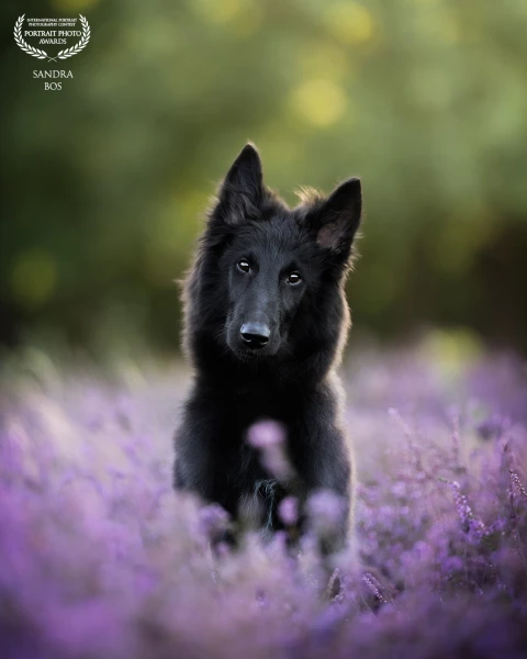 Asta in the heath during the beautiful light. He did so great.