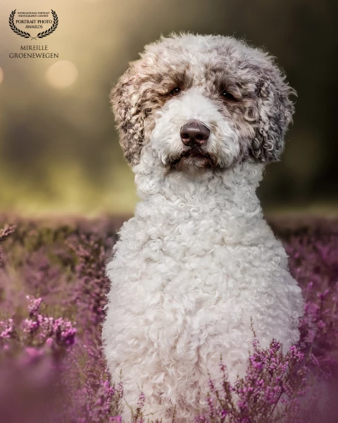 What a beautiful day,
Leo the labradoodle in the heath. 
I was so glad with the way he looks at the...