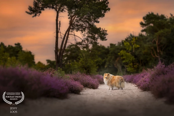 Purple fields & golden moments with Boefje.