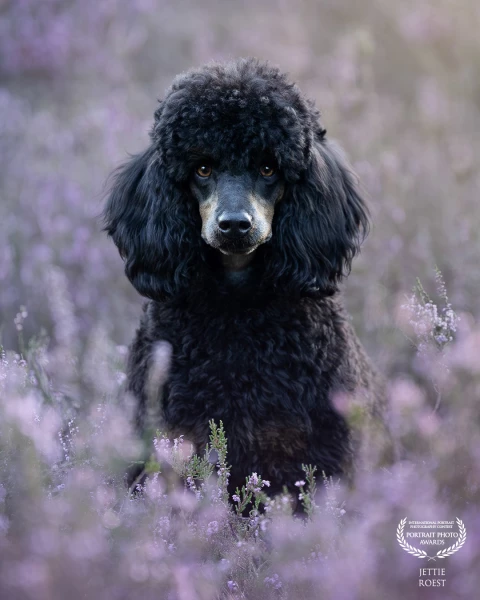 Puppy poodle Kelly enjoys her first time in the blooming heather.