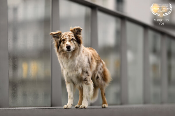 In the quiet of early morning, he stands at the edge of the bridge, bathed in soft light. Behind him...