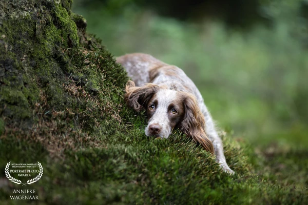 Dear Lux laid here so beautifully. She was such an angel. With her beautiful coat