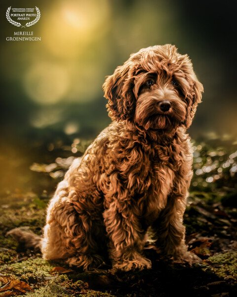 Little Puk,
Just 14 weeks old and just glows.
She did a amazing job and let me capture her with styl...