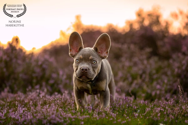 Handsome Dex at sunset
