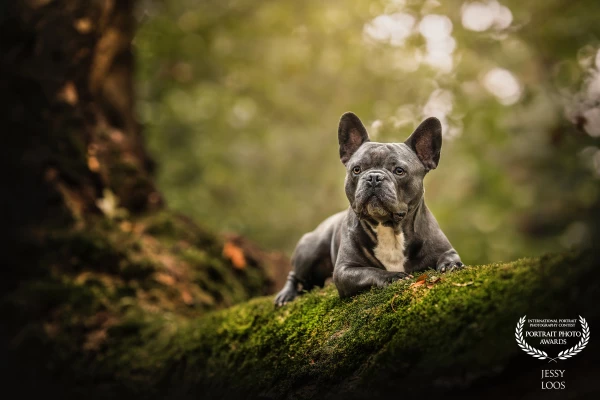 King Blue in forest mood.