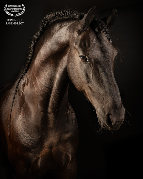 This was actually my first time photographing with a horse in the portable studio. I just loved the...