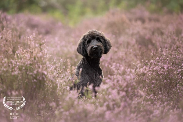 5,5 months old labradoodle James in the blooming heather.