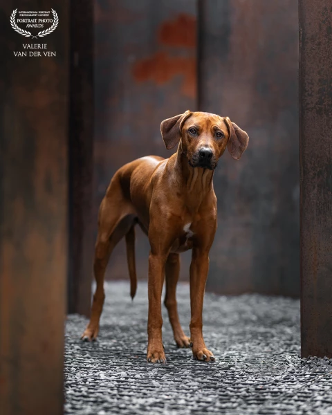 Handsome Ridgeback girl Balu posing in a cool setting, where her color fits in perfectly.